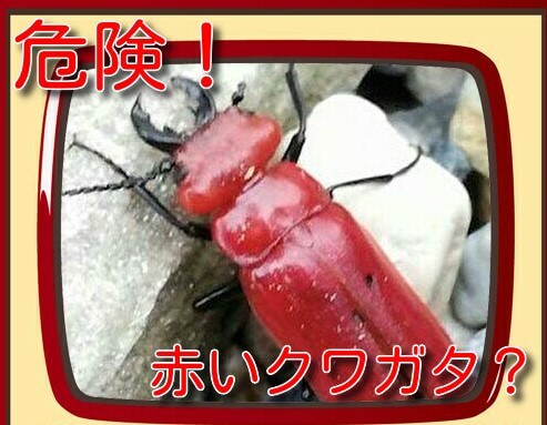 赤いクワガタに要注意 ヒラズゲンセイは危険 触るとかぶれる あかラボ